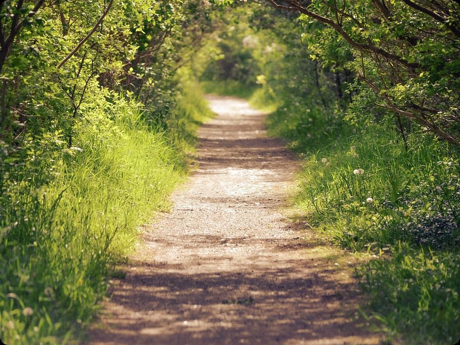a mud pathway surrounded by greenery