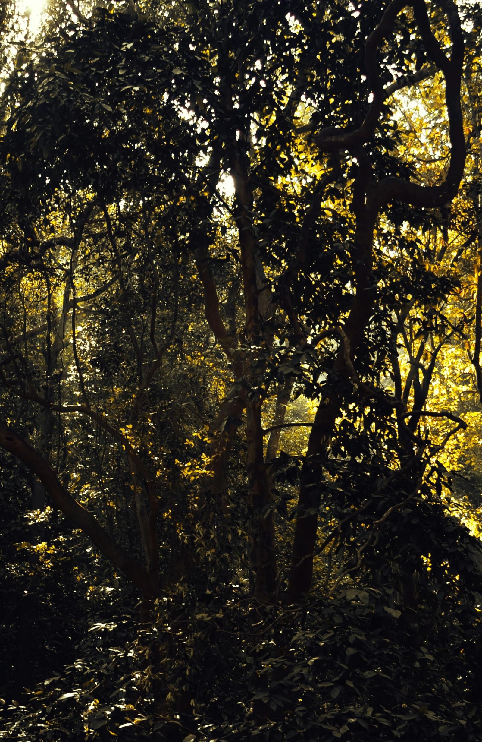 A view of light being filtered through the canopy of a jungle 