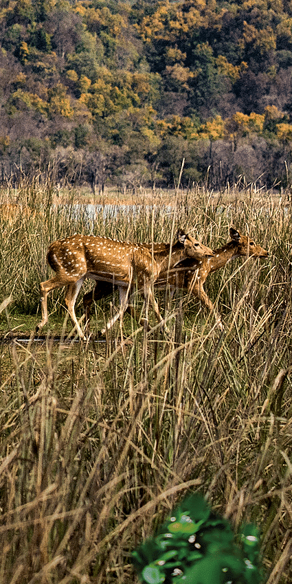 animals walking in jim corbett