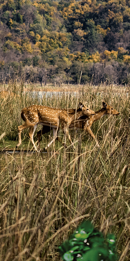 animals walking in jim corbett