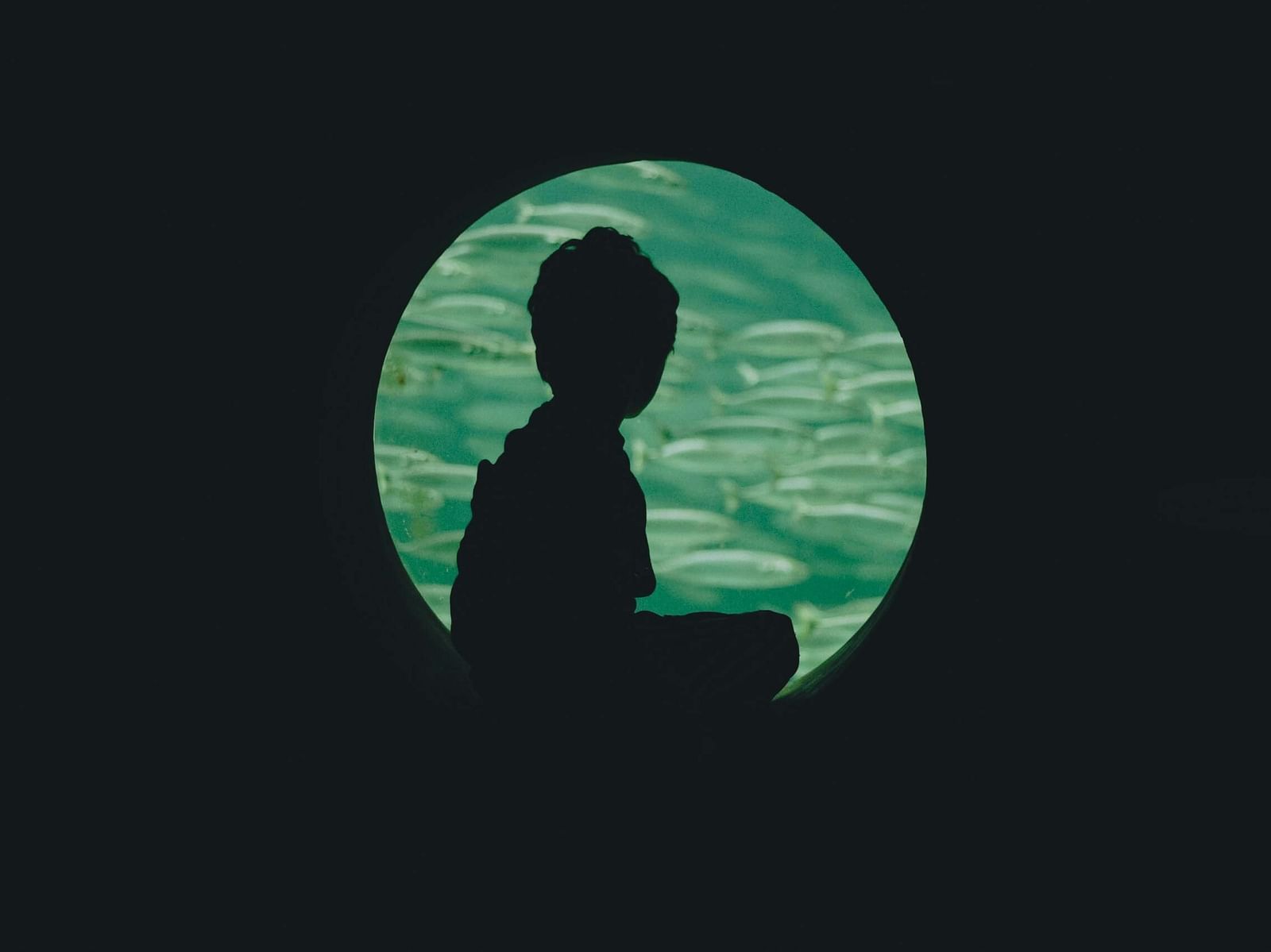 An image of a kid looking at marine life through a glass 