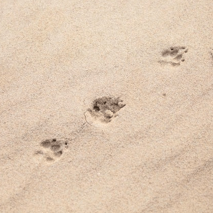 jackal-footprints