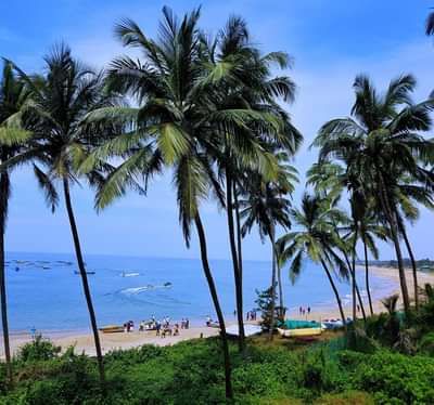 image of a beach in goa with a lot of palm trees lined up on the shore