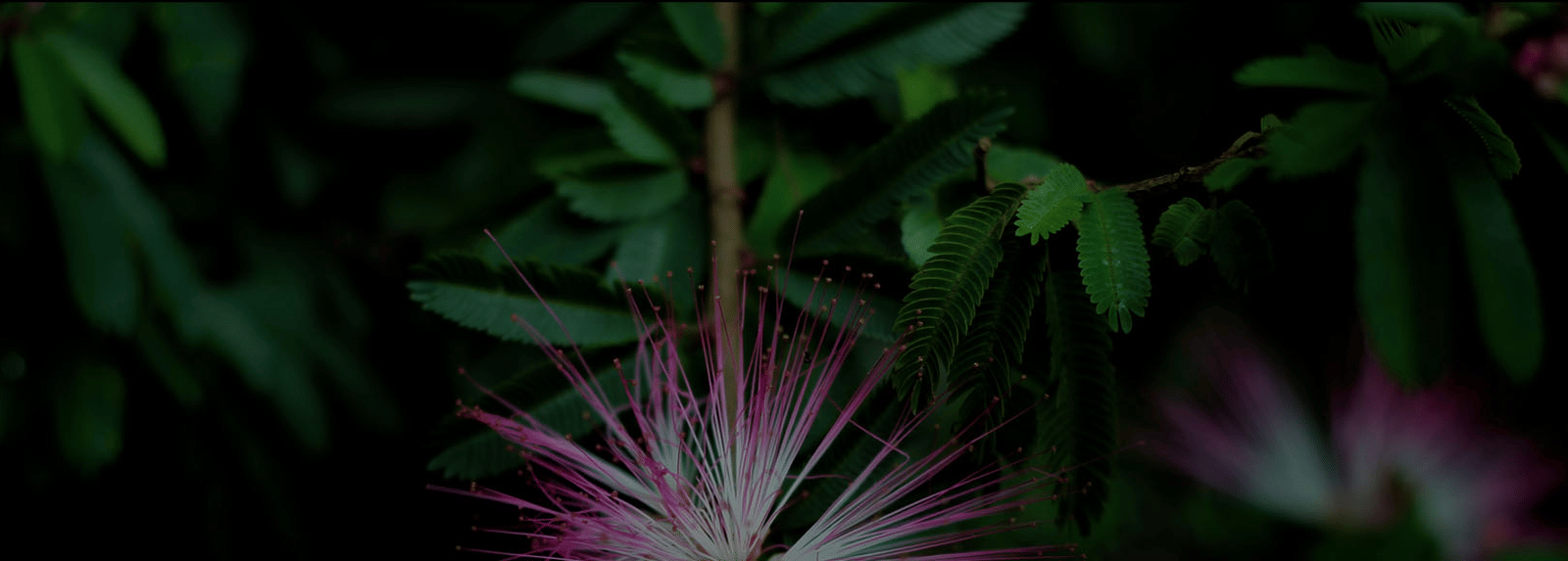 Close-up of a pink, fluffy tropical flower with thin filaments, set against a dark, moody background of green leaves.