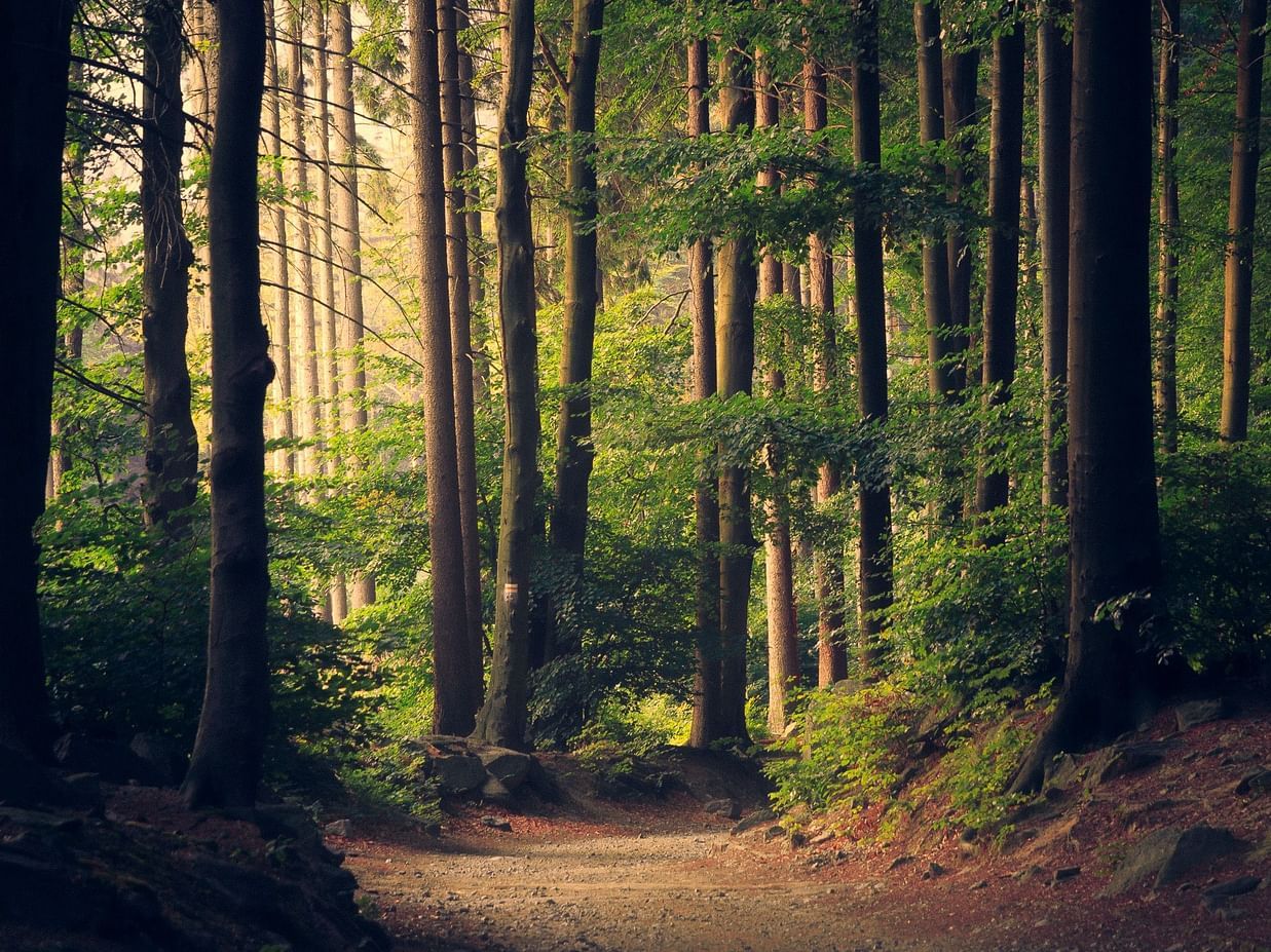 forest with tall trees