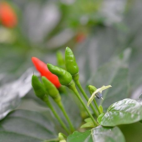Close-up of green and red bird's eye chilies.