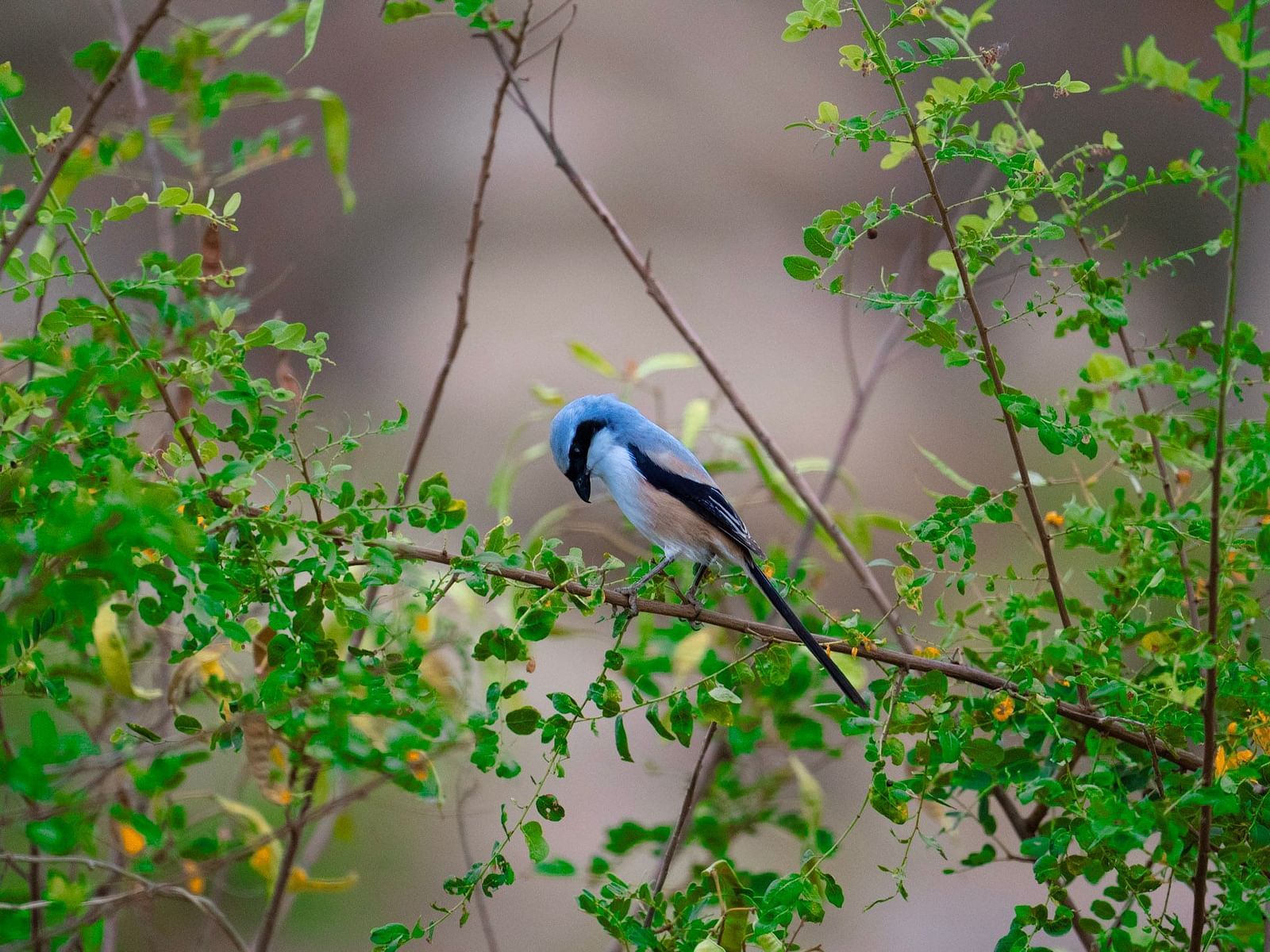 A Long tailed shrike sitting on a small tree branch which has leaves on it