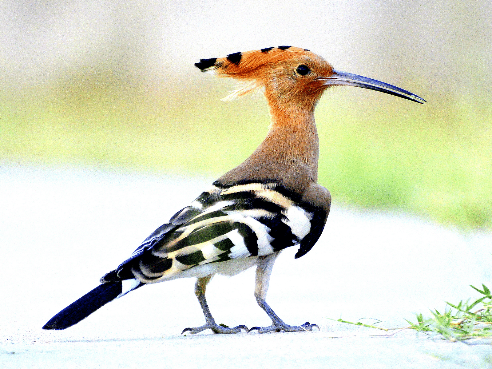 A close -up image of Eurasian Hoopoe standing with a bright background captured in the day time
