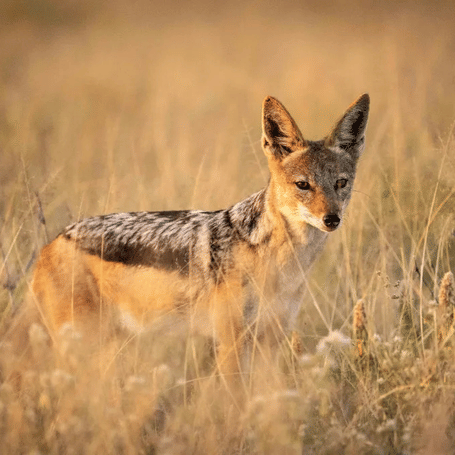JACKAL-1