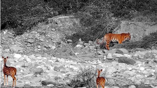 Jungle Safari at jim corbett- The Golden Tusk