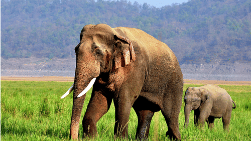 Jungle Safari at jim corbett- The Golden Tusk