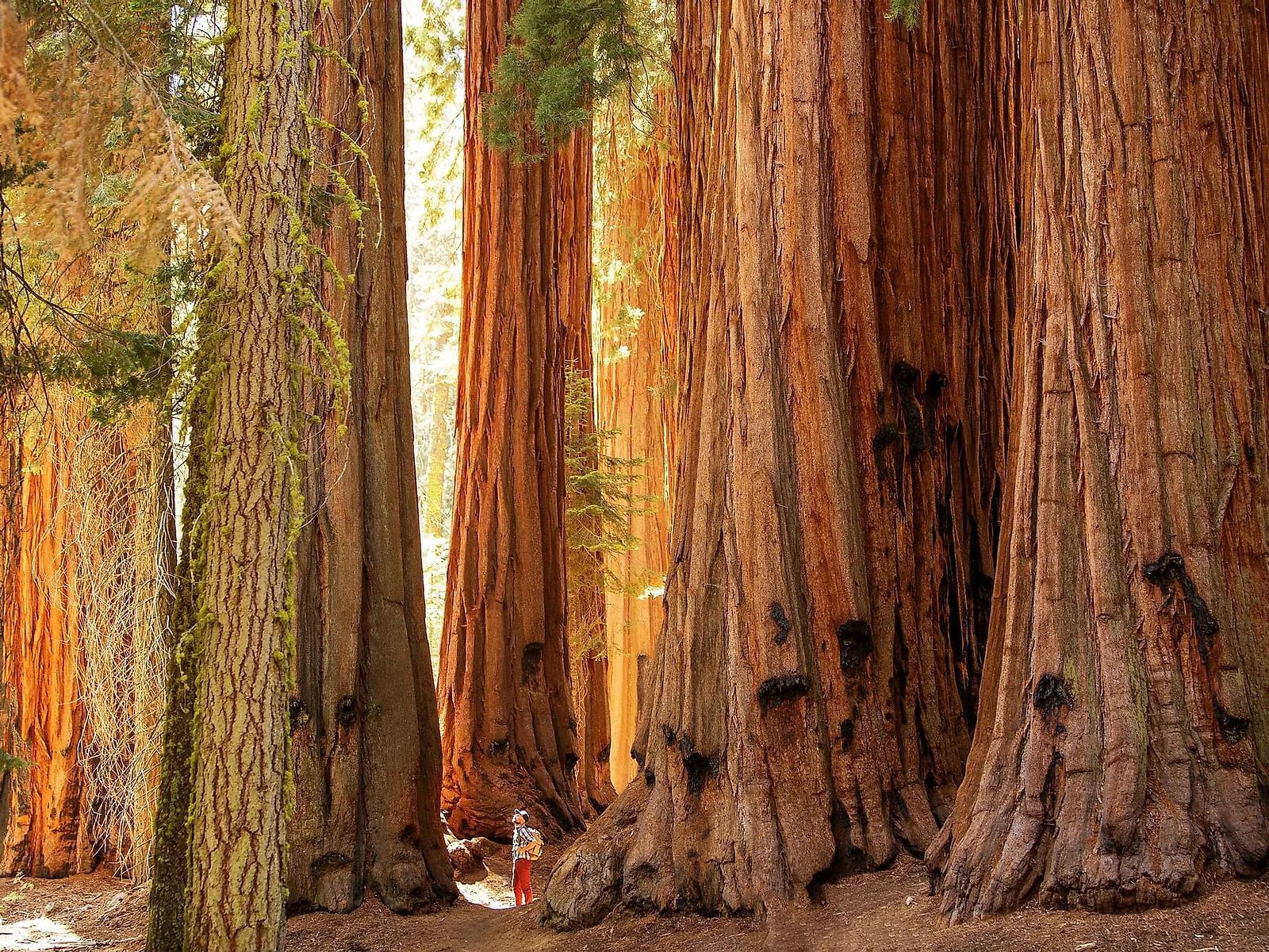 A close up shot of trunks of Great Sequoias during the day - Narrow Gauge Inn - A Serenite Hotel Near Fish Camp.