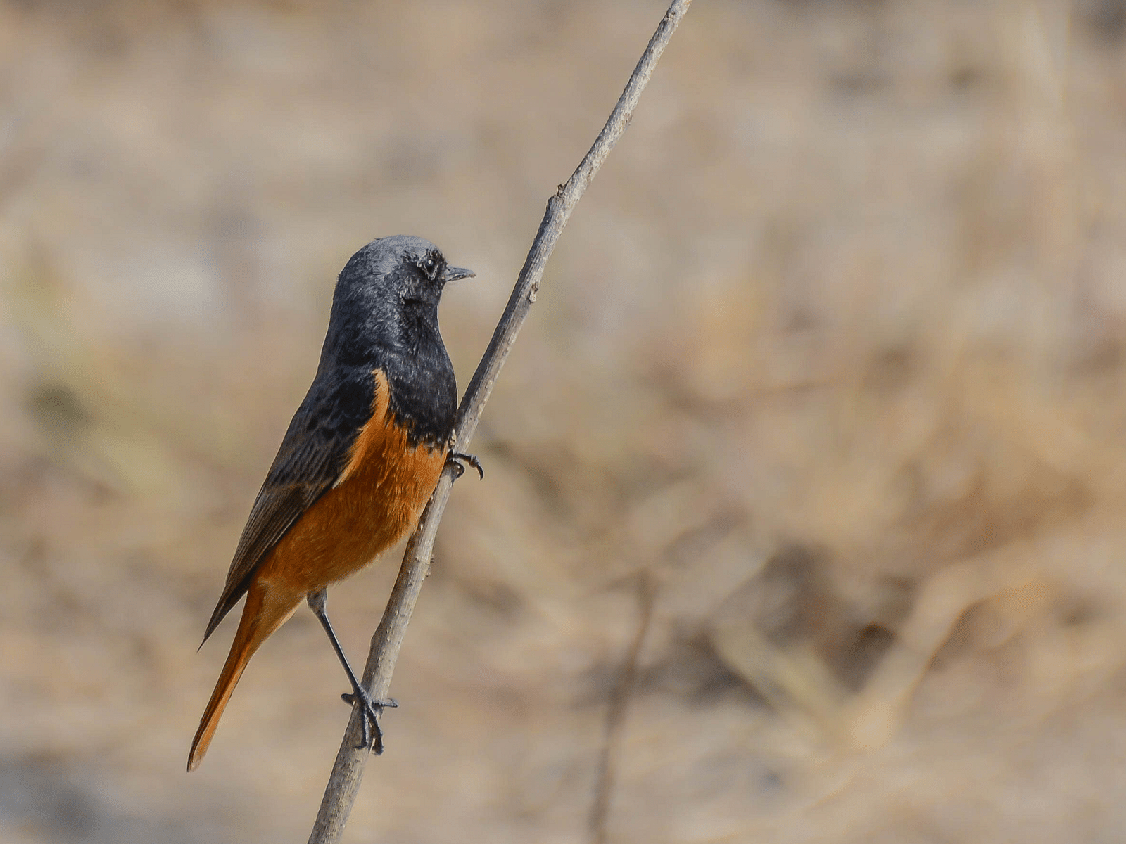 A close-up image of a Black Redstart  resting on a plant, captured in the day time