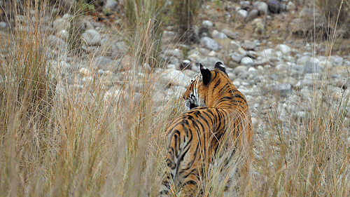 Jungle Safari at jim corbett- The Golden Tusk