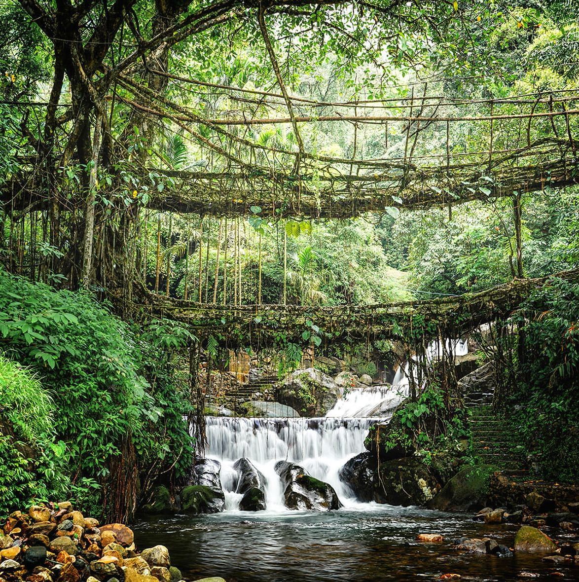 A view of a living root bridge crossing a river in a lush forest near Polo Resort Cherrapunjee.