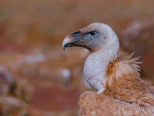 A close-up image of a Griffon vulture