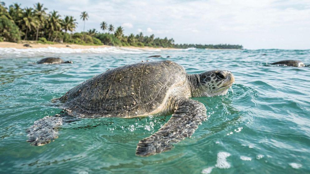Olive Ridley Turtle