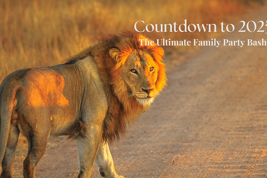 Image of a lion walking on the kutcha road