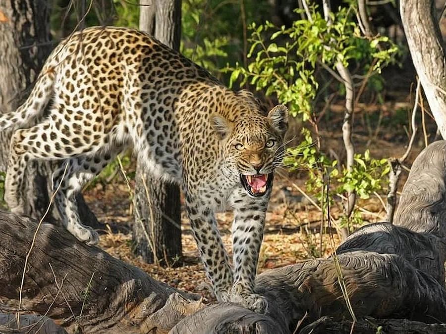 A close-up image of a leopard roaring in the jungle.