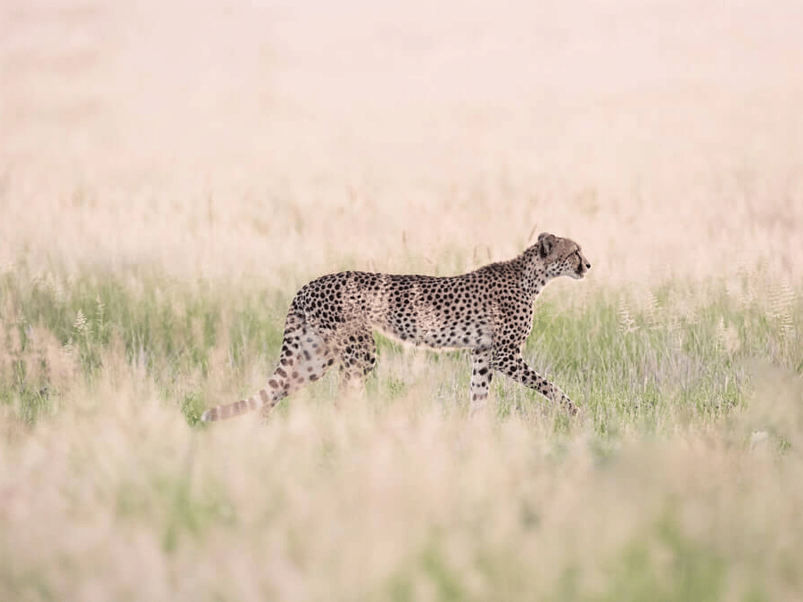 CHEETAH 2