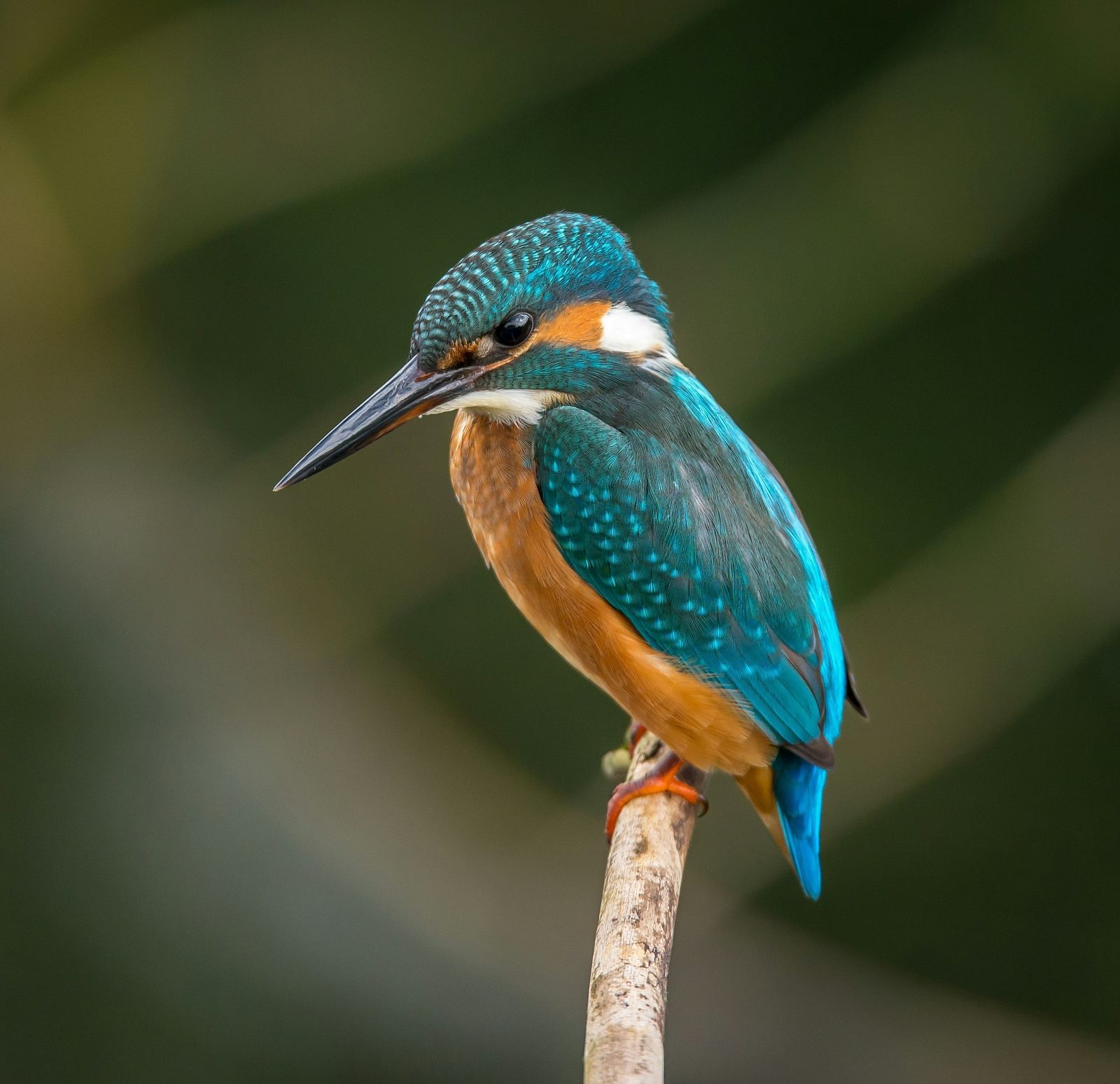 A close up shot of a kingfisher bird perched on a small branch