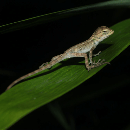 image of a lizard