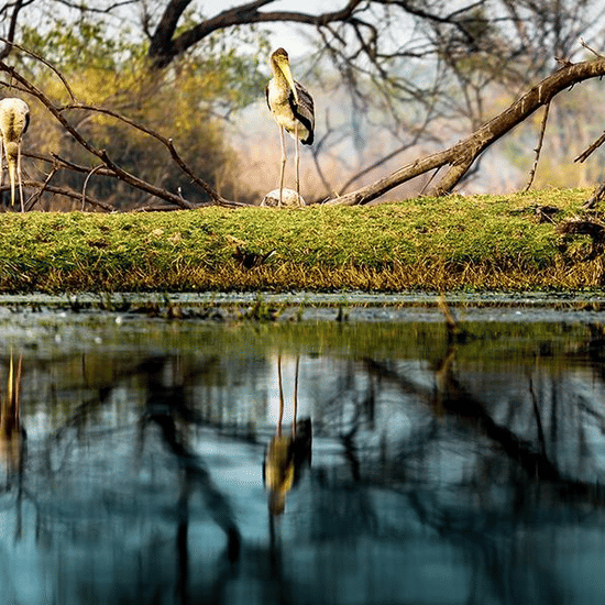 Birding at Kalakho Lake - Dausa Rajasthan