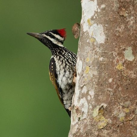 Black-rumped Flameback woodpecker on a tree trunk.
