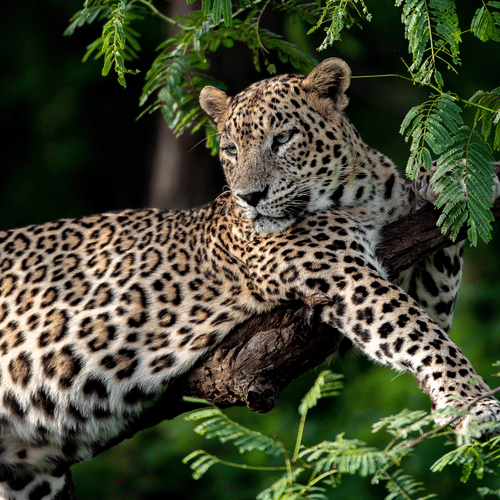 A Leopard Lazying Around