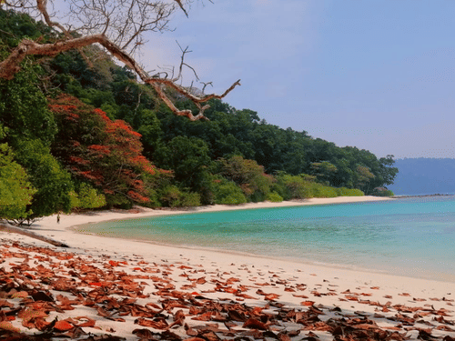 Radhanagar Beach, one of the popular tourist attractions in Andaman, featuring blue sea and greenery blanketing the shore on a sunny day