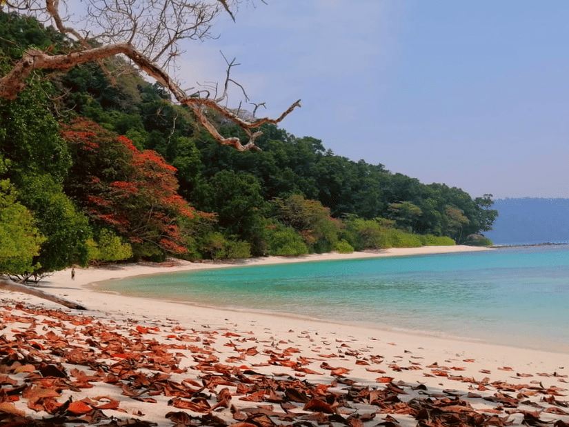 Radhanagar Beach, one of the popular tourist attractions in Andaman, featuring blue sea and greenery blanketing the shore on a sunny day