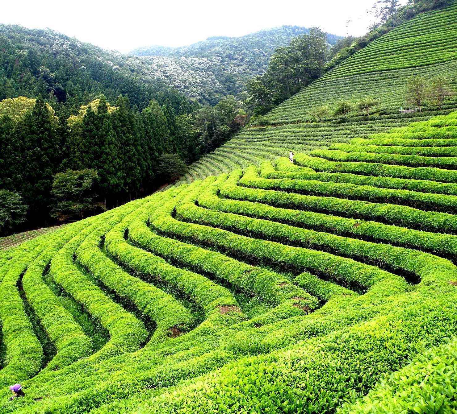 Happy-Valley-Tea-Garden