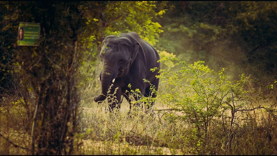 Elephant Radha Regent Chennai