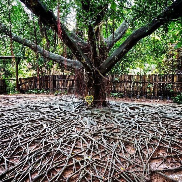 image of the enchanted ficus tree with lush serene green canopy in the top and widely spread roots in the foreground