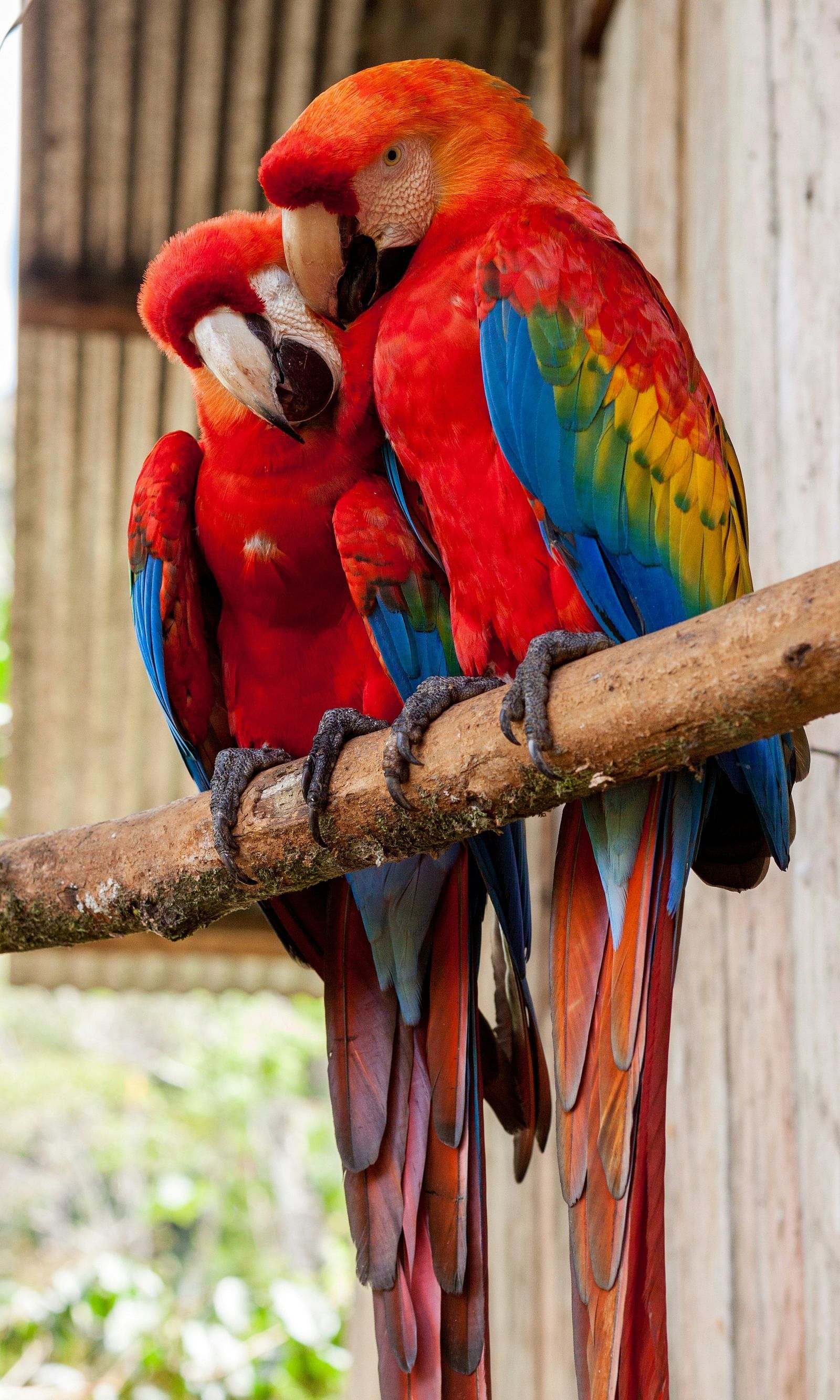 An image of two parrots sitting on a branch
