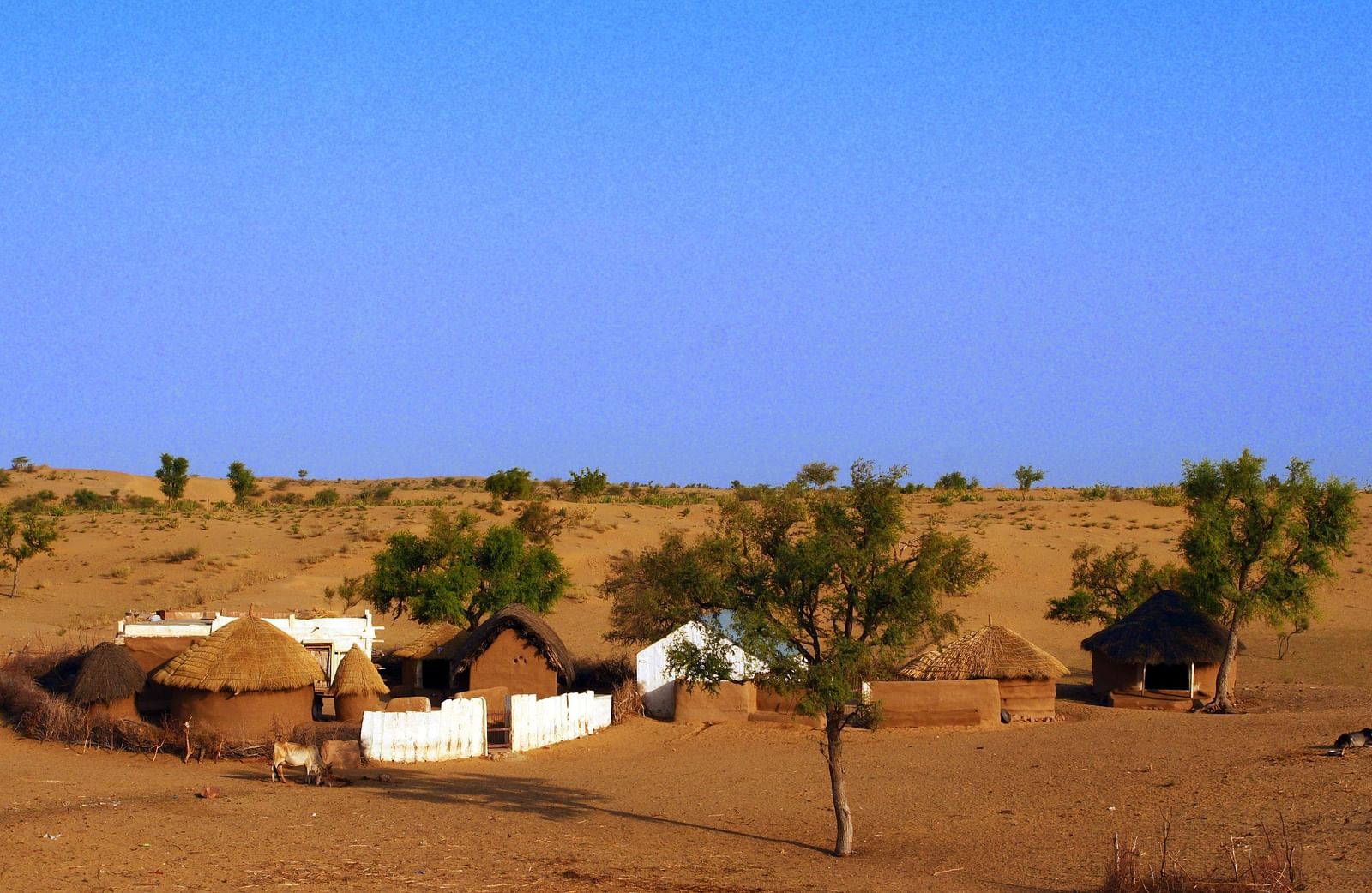 An image of a campsite featuring tents and showing the isolated and tranquil setting among the gentle desert terrain - MANVAR Resort & Desert Camp