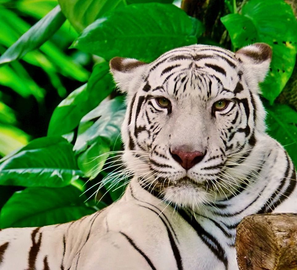 Nandankanan Zoological Park