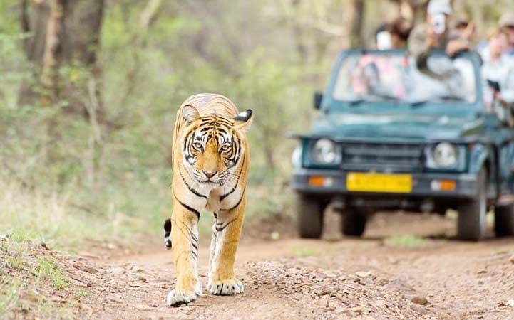 A tiger walking with a group of people inside a safari jeep looking at it - Saraca Resort & Spa, Corbett