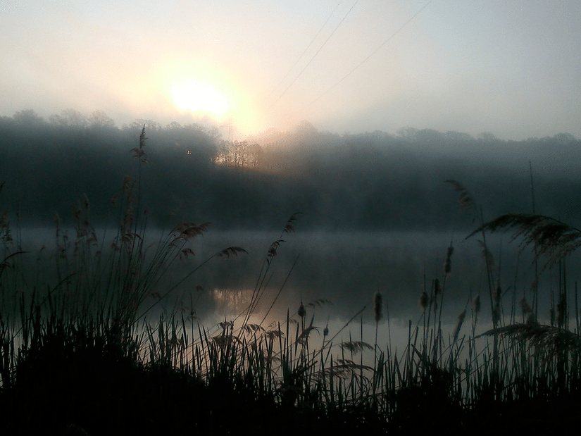 An overview of a lake with forest cover in the background during sunrise.