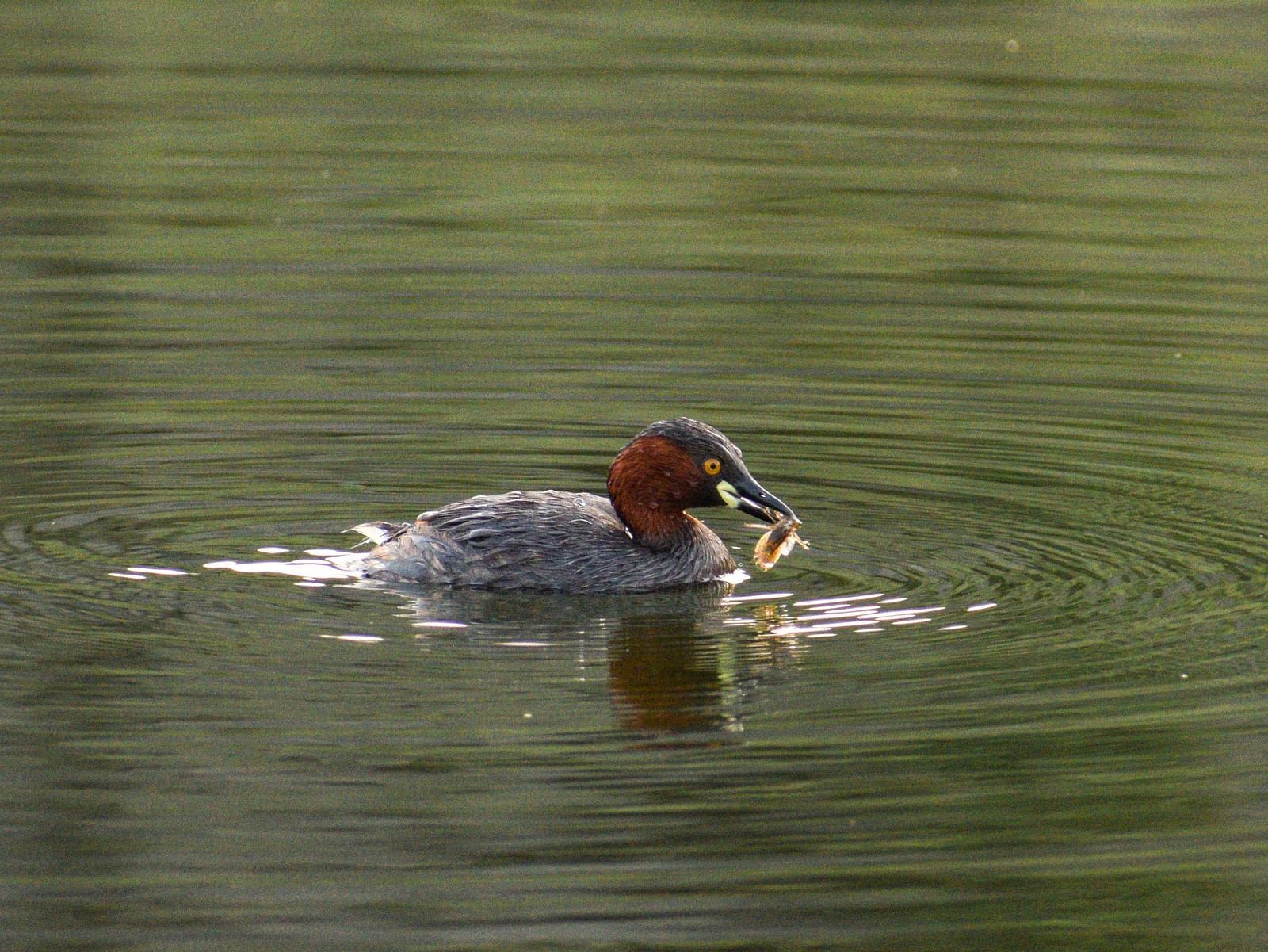 Picture featuring a Little Grebe Male holding an insect in beak, captured in the ady time