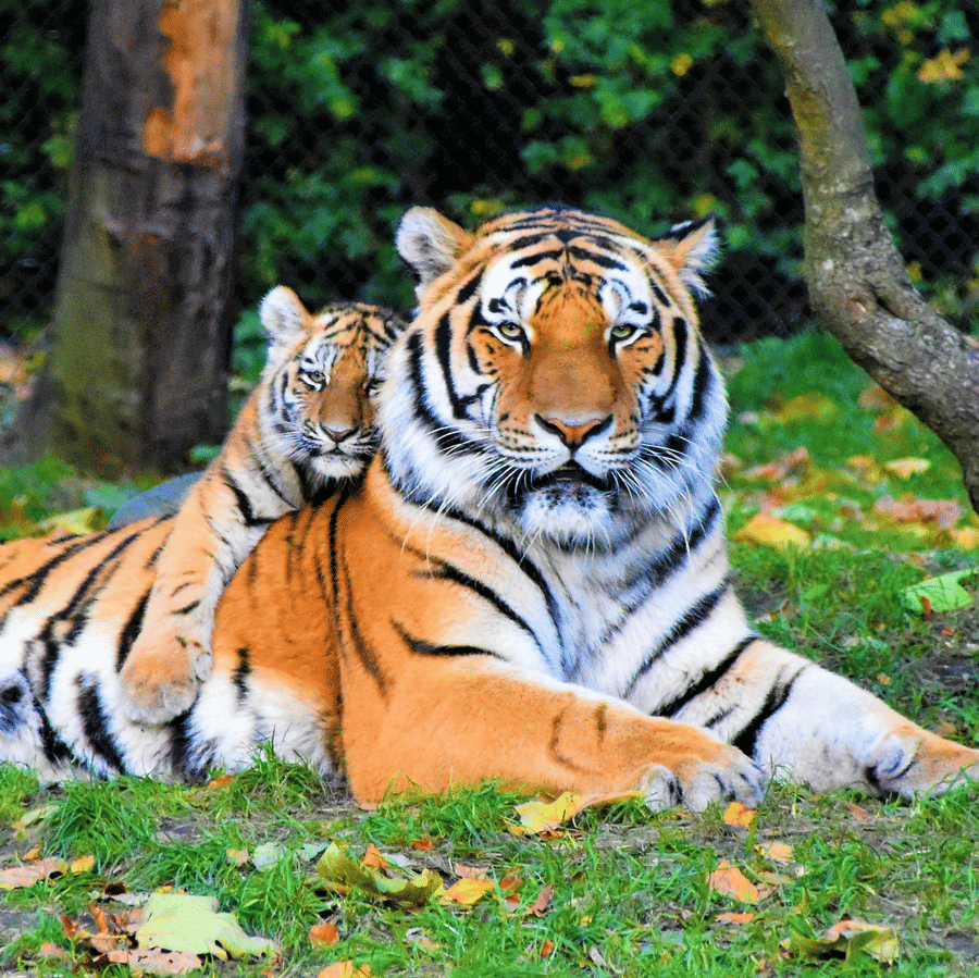 Bengal tigress in Jim Corbett National Park