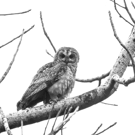 Mottled wood owl 2