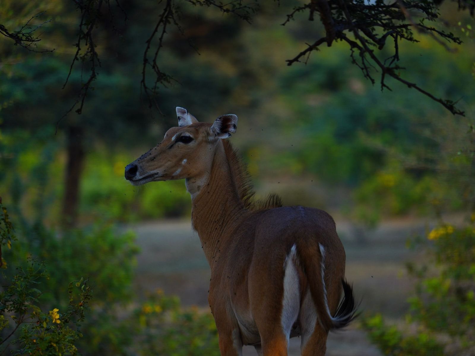 An Antelop walking near a road which is amidst a forest