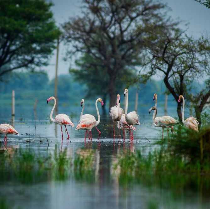 A group of pink flamingos standing in a shallow lake with trees in the background.
