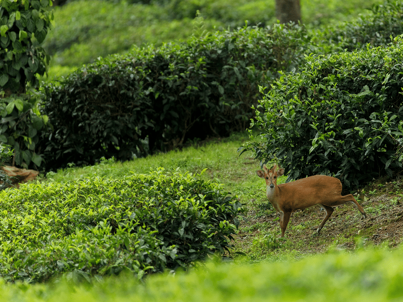 A barking deer looking directly at the camera while walking through a tea estate, with surrounding shrubs in view.