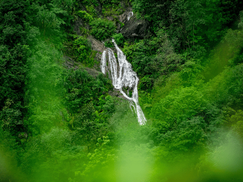 A cluster of thin streams of a waterfall flowing from a height in the Western Ghats.