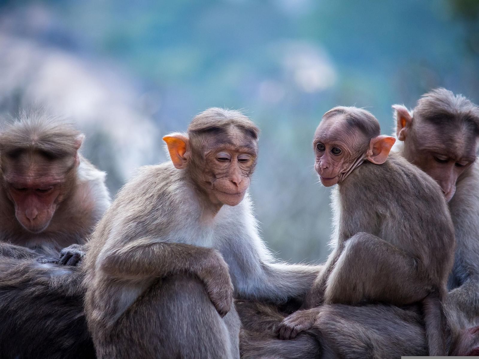 A close up shot of many monkeys including an infant monkey with the background blurred.