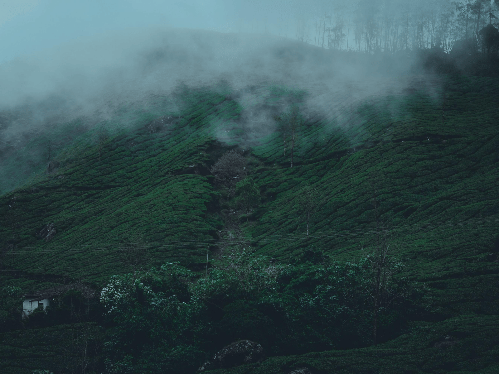 Munnar in the Rain
