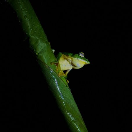 Malabar Gliding Frog on a green stem, dark background.