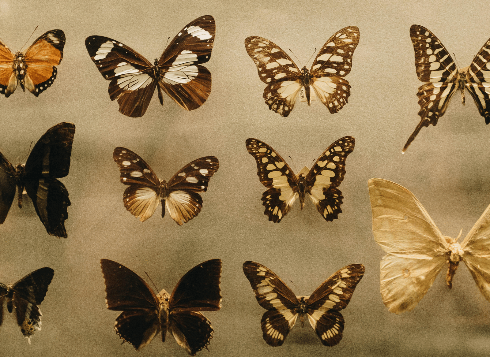 Butterflies arranged against a surface with their wings evenly spread.